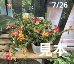 ポーチュラカ　シーグラス　バイカラー　3.5寸ポットごと4個　苗　植物のサムネイル