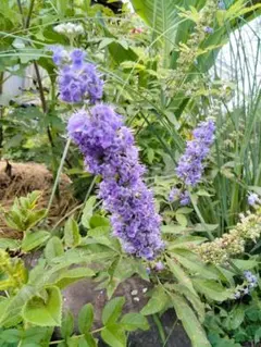 2026年最新】セイヨウニンジンボク苗木の人気アイテム - メルカリ