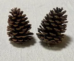 【ハンドメイド用】大きな松ぼっくり 2個セット　クリスマス　オーナメント　DIY
