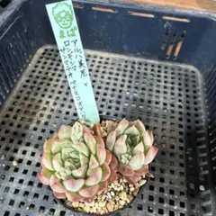 ルイパパさん苗 ブマスタマンテ✕中里リンゼアナ 札付き 抜き苗 - メルカリ