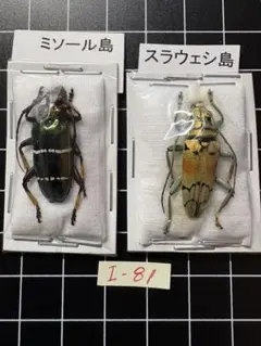 2026年最新】カミキリムシ標本の人気アイテム - メルカリ