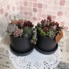 そのまま飾れる多肉植物の寄せ植え*プチ寄せ植え*２つセット　グレー