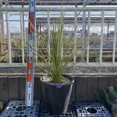 ユッカ ダシリリオン　B ロンギシマム　ドライガーデン　鉢ごと発送