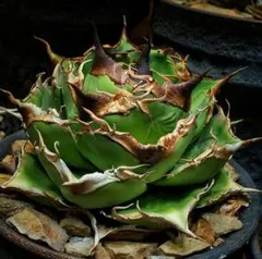 2025年最新】グレートホワイトシャーク アガベの人気アイテム