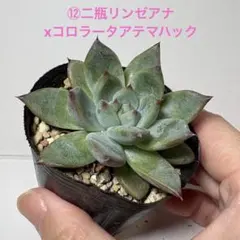 こ*☆様 苺恋² ココエニコ ココニコ 小苗 抜き苗 札なし 多肉植物