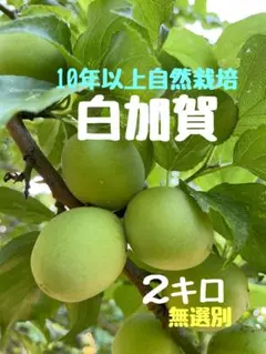 無農薬梅　白加賀15キロ 無選別　群馬県産 無農薬梅 白加賀1.5キロ 無選別 - メルカリ