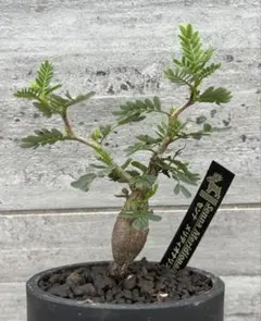 センナメリディオナス　塊根植物 THOR鉢 センナメリディオナス 塊根植物 THOR鉢 - メルカリ