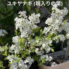 ◾️斑入りユキヤナギ 　開花中の苗　ポリポット抜き苗　セダム付き　オマケいろいろのサムネイル