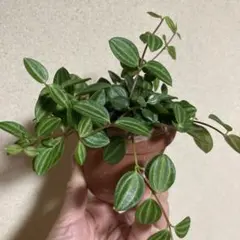 ペペロミア アングラータ 観葉植物のサムネイル