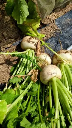 季節の野菜セット無農薬８０サイズいっぱい