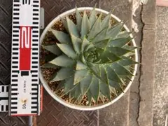 タ*丸様 希少 アロエポリフィラ スパイラルアロエ 多肉植物 観葉植物 珍奇植物のサムネイル