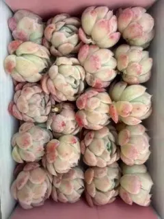 み*ん様 ベリー　A0076×20苗　カット苗 多肉植物 エケベリア 韓国苗