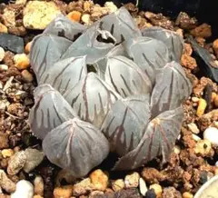 発根済‼️極上班‼️多肉植物 ハオルチア オブツーサ錦 水中月錦 抜き苗