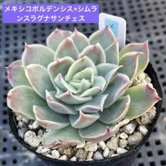 2026年最新】メキシコポルデンシスの人気アイテム - メルカリ