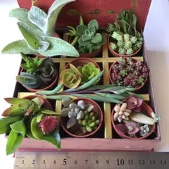 数量限定❗️多肉植物　18種類40カット　いきなり購入OK❗️のサムネイル