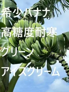 絶対糖度、120㎝★グリーン・アイスクリームバナナ★高糖度・バナナ◆関東露地植え 至高の糖度、110㎝☆グリーン・アイスクリームバナナ☆耐寒性・バナナ