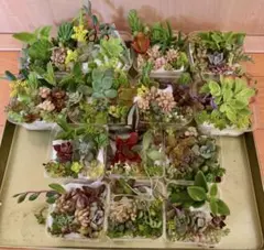 訳あり　多品種　カラフル　育て方メモ　多肉植物　紅葉が綺麗❤️14つセット