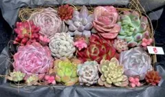 全部名前付き❣️多肉植物❤️エケベリア等カット苗詰め合わせセット(Ｂ)❤️