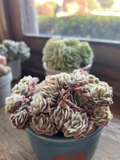 レナ＆リオ様 リクエスト 2点 まとめ商品