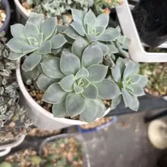 ꕤ︎︎千本桜ꕤ︎︎ 多肉植物 カット苗 みどりん夏顔 - メルカリ