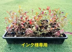 インク　様専用