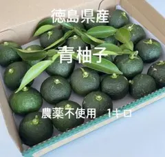 青柚子［本柚子］1キロ 徳島県産　農薬不使用のサムネイル