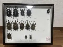バードウィング 中型ドイツ箱（黒） オオセンチコガネ色彩変異 赤ー緑ー青 バードウィング 中型ドイツ箱（黒） オオセンチコガネ色彩変異