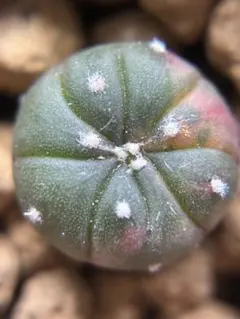現物 レア 多肉植物 サボテン キャンディー兜錦 0.9cm 抜き苗 - メルカリ