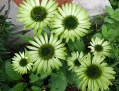 そらまめ様専用ページ