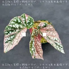 葉挿し❣️ベゴニア・スノー・キャップド ピンク斑入❣️レア 人気 葉挿し❣️ベゴニア・スノー・キャップド ピンク斑入り❣️レア 人気