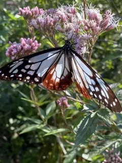 Rishu様 リクエスト 2点 まとめ商品