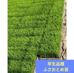 コシヒカリ苗 🌱コシヒカリ育苗の様子をお届け！ 播種（すじまき）から14日目。 青々