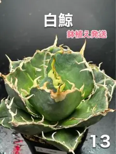 2025年最新】アガベの人気アイテム - メルカリ