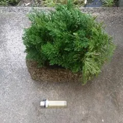 中型 盆栽 緑色の葉 陶器鉢岩ヒバ - メルカリ