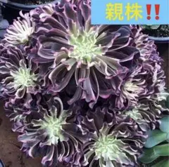 2026年最新】皺葉仙墨 アエオニウムの人気アイテム - メルカリ