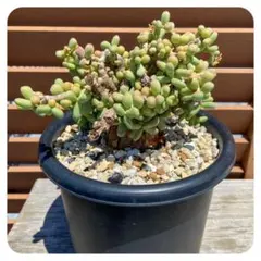 ケラリアピグマエア　大きめ ケラリア ピグマエア 特大 | mana's farm:塊根植物・アガベ