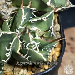 2025年最新】オテロイ実生選抜の人気アイテム - メルカリ