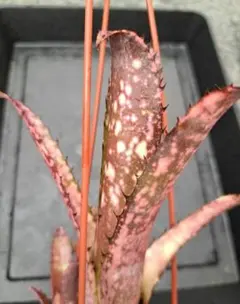 Billbergia 'Darth Vader' 中型ブロメリア - メルカリ