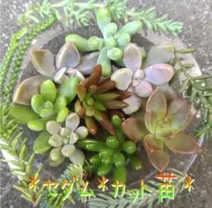 okamebotan様 リクエスト 2点 まとめ商品