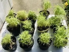 みゆきちん。様 リクエスト 2点 まとめ商品