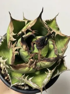 SSS級、コレクション株】アガベ チタノタ 魔丸 | Mercari