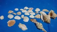 Item thumbnail for item 898c2e9f-ee71-4585-b086-e232e33de1b6