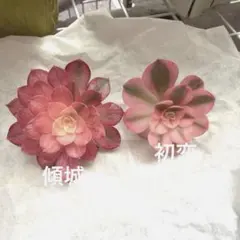 カット苗セット　アエオニウム