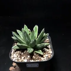 2025年最新】笹の雪 黄覆輪の人気アイテム - メルカリ