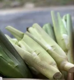 マコモダケ 800g 新鮮野菜訳あり 農薬不使用 化学肥料不使用 自然栽培