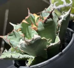 鬼畜級！アガベチタノタ緑幽霊（極上株）超S級鋸歯supergreenghost