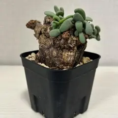 2026年最新】ピグマエア 現地球の人気アイテム - メルカリ