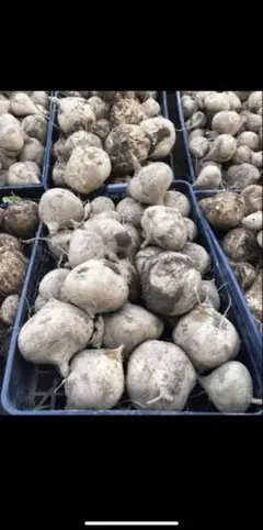 2026年最新】ヒカマ 種の人気アイテム - メルカリ