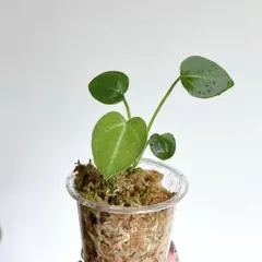 2025年最新】アンスリウムハイブリッドの人気アイテム - メルカリ