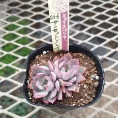 おらいさん　サンセットグレイ　2頭苗　ミックスベリア　多肉植物